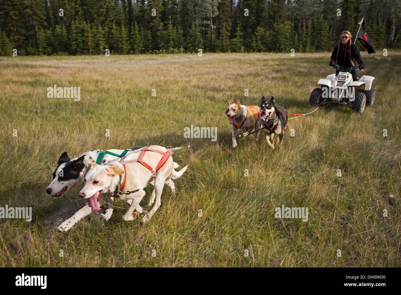 Team of Alaskan Huskies pulling a quad, four-wheeler, woman, dog sport, dry land sled dog race, Yukon Territory, Canada Stock Photo