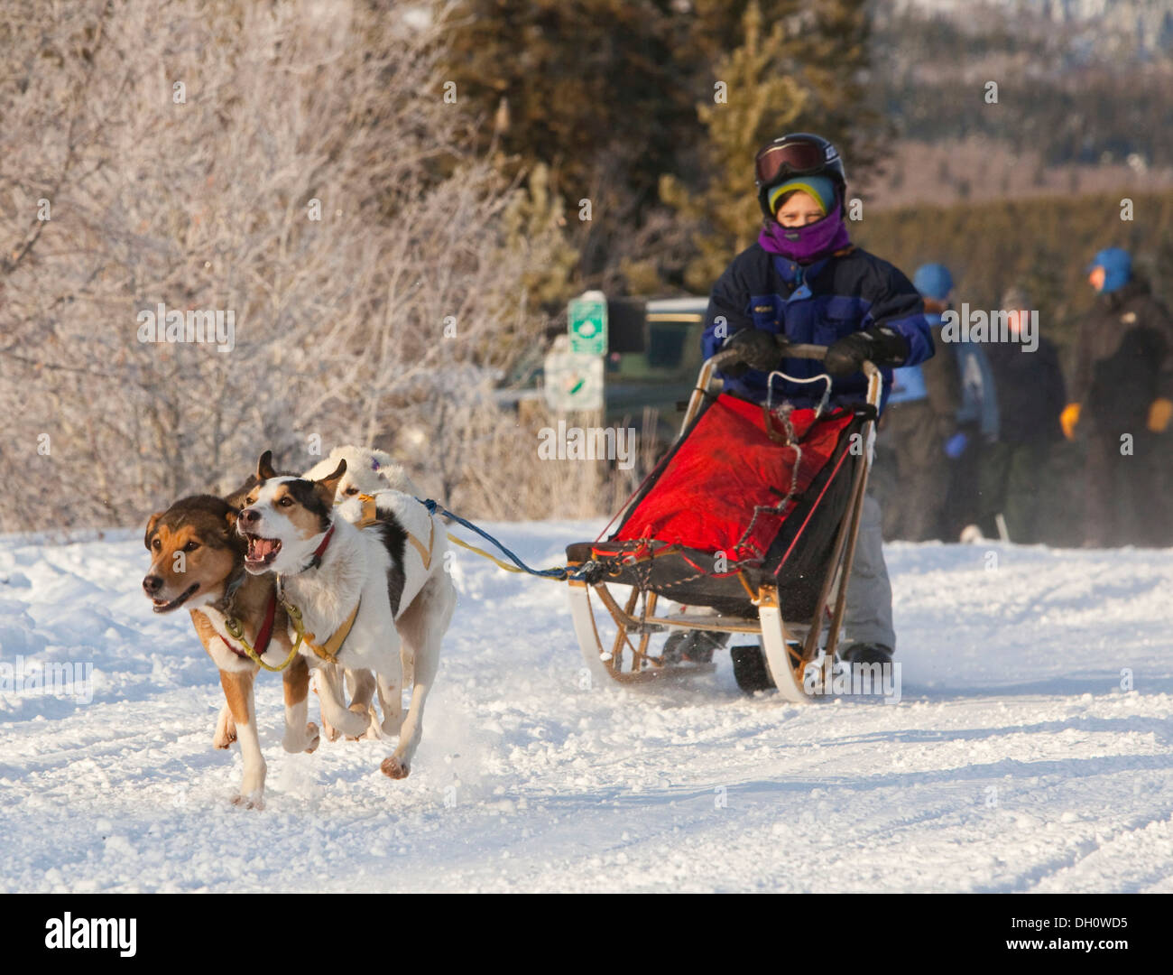 Running sled dogs, Alaskan Huskies, dog team, child, young boy, musher