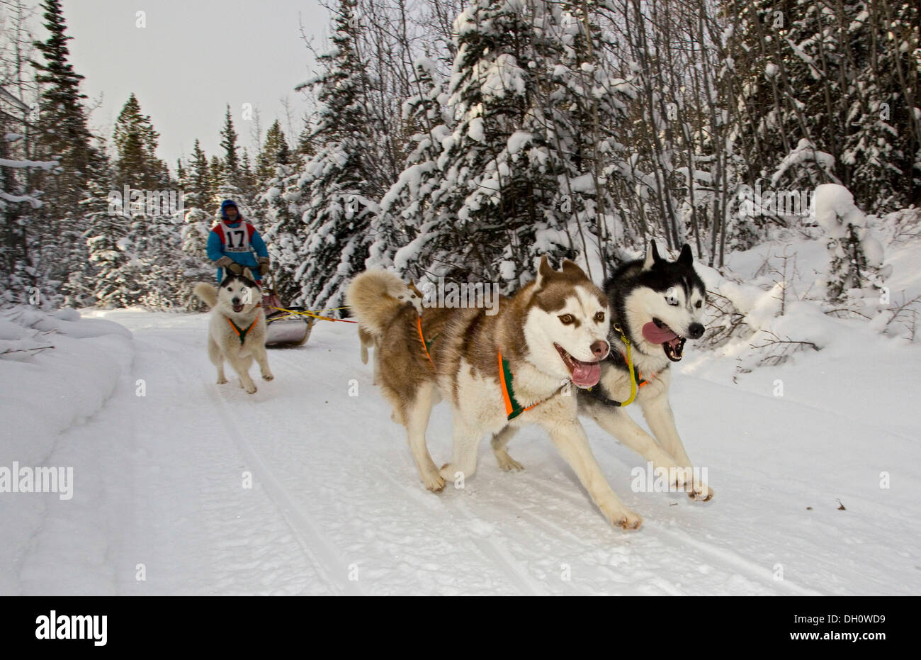 Running sled dogs, dog team, Sibirian Huskies, musher, dog sled race