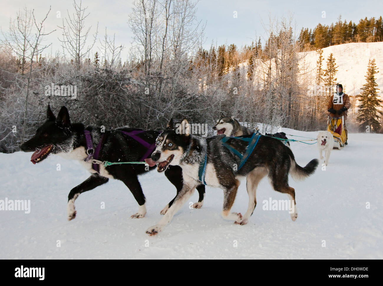 Running sled dogs, dog team, Alaskan Huskies, musher, dog sled race near Whitehorse, Yukon Territory, Canada Stock Photo