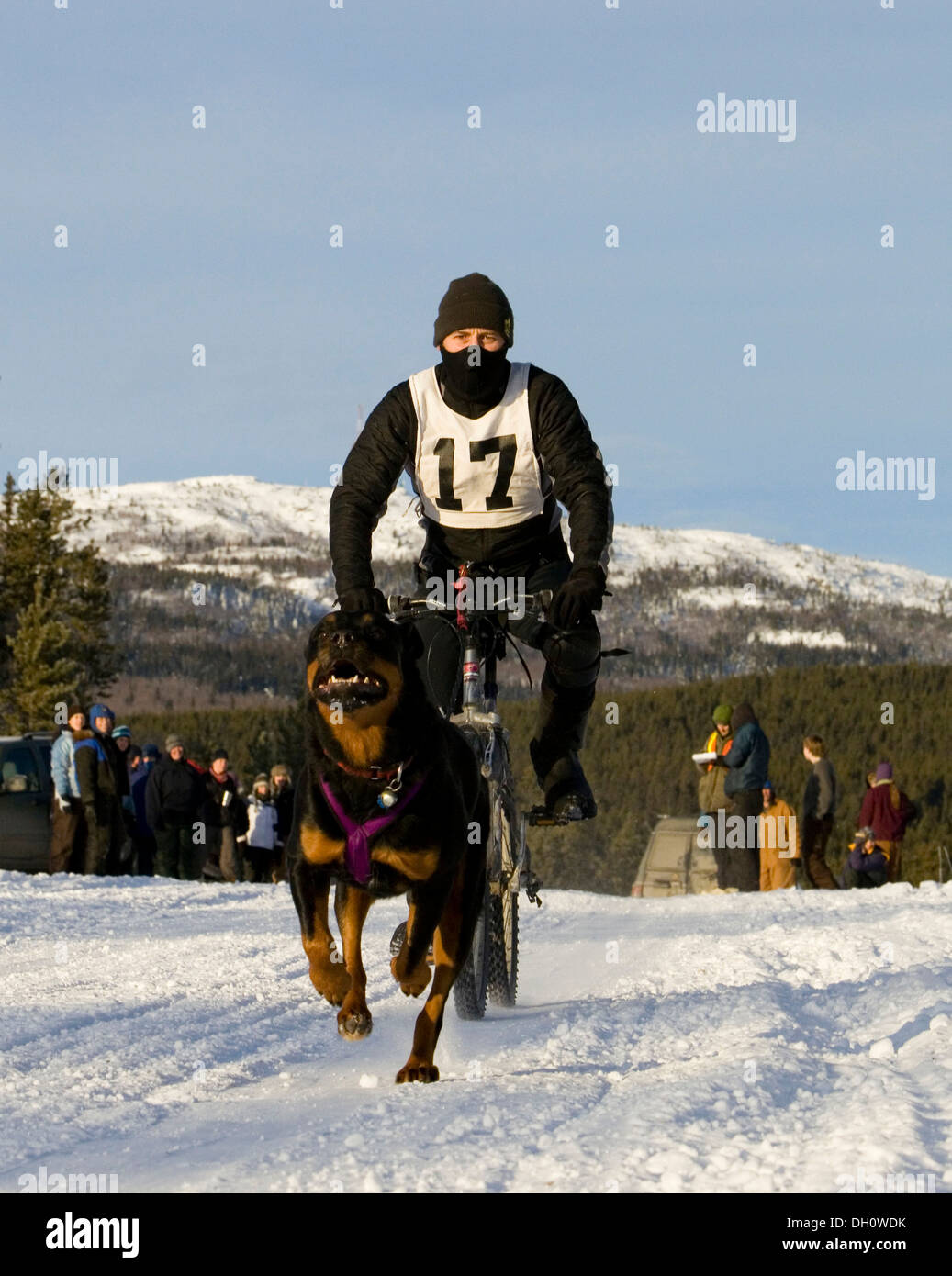 Man bikejoring, dog sport, running Rottweiler pulling a mountain bike, dog sled race near Whitehorse, Yukon, Territory, Canada Stock Photo