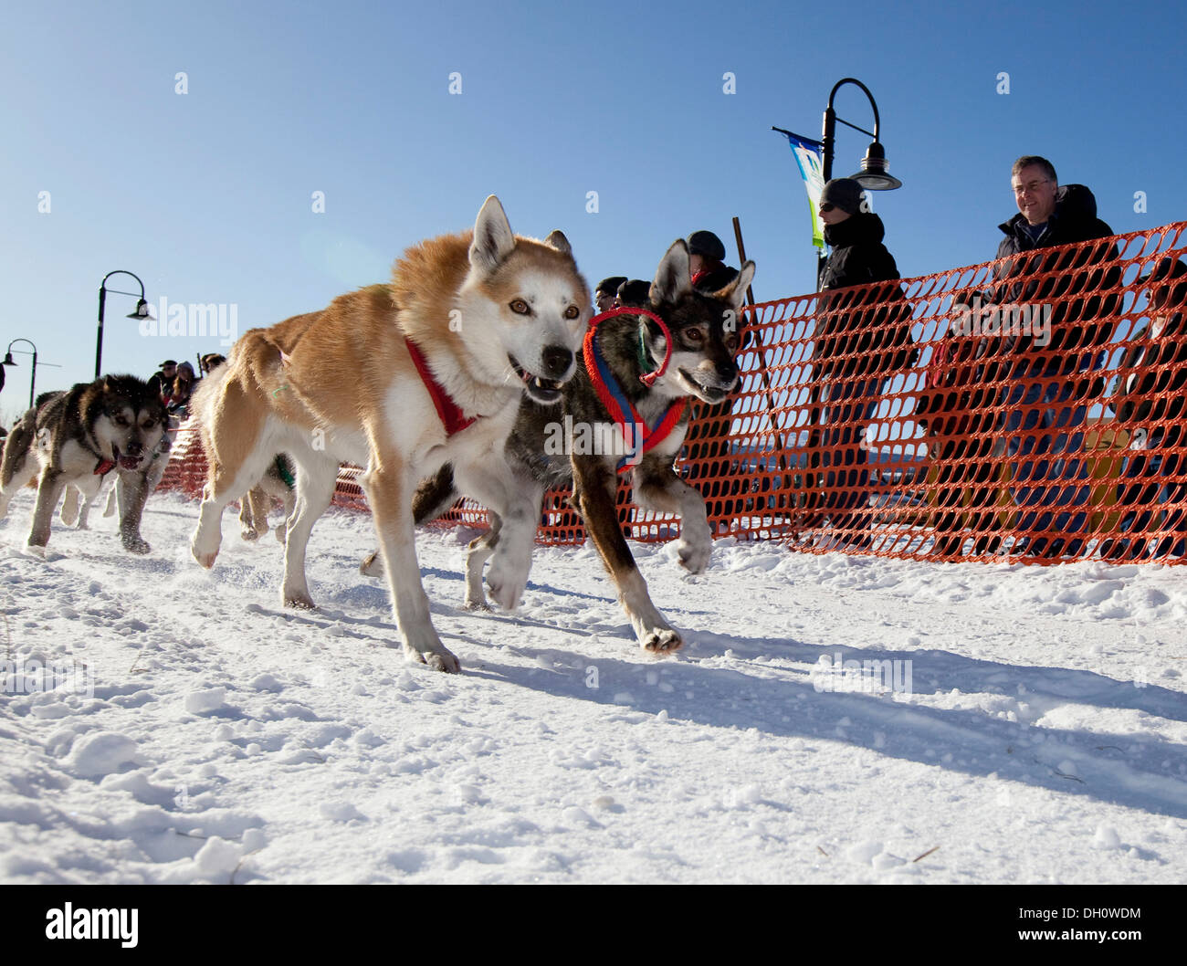 Lead dogs, running sled dogs, Alaskan Huskies, dog team, start of Road Runner 100 dog sled race, Whitehorse, Yukon Territory Stock Photo