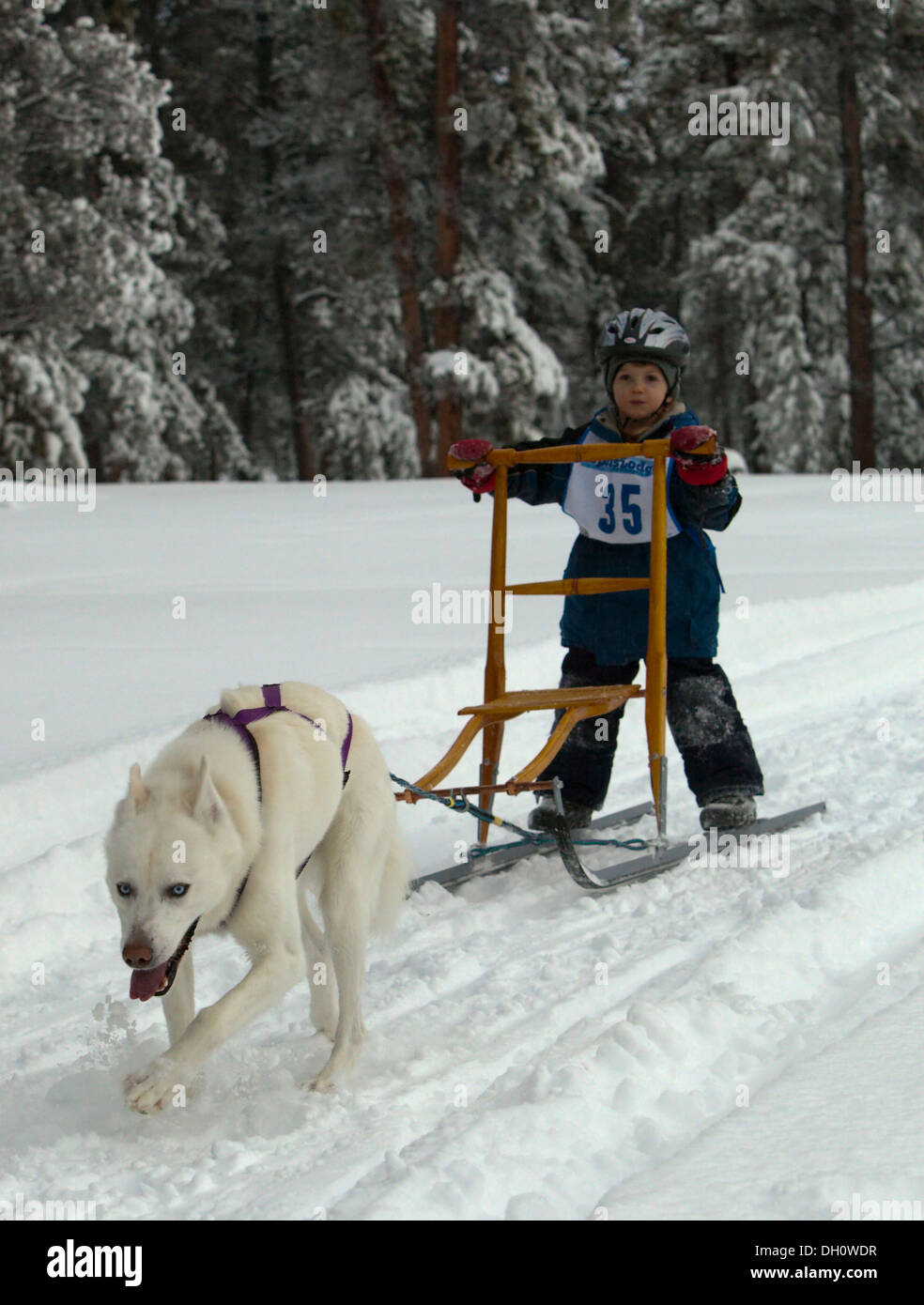 Young boy mushing a dog sled, Alaskan Husky, Carbon Hill dog sled race, Mt. Lorne, near Whitehorse, Yukon Territory, Canada Stock Photo