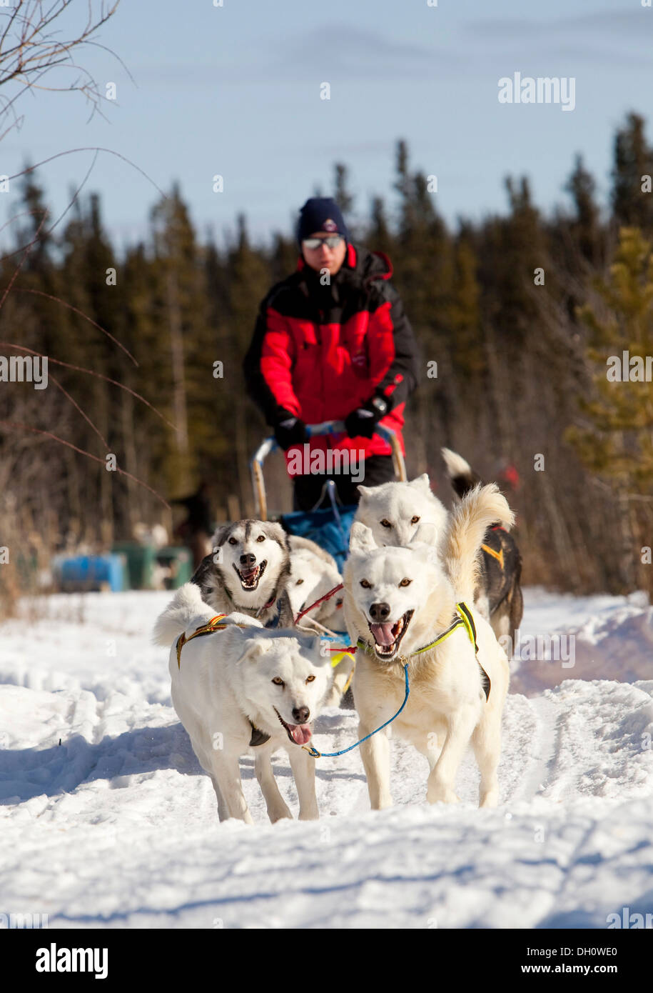Man, musher running, driving a dog sled, team of sled dogs, two white leaders, lead dogs, Alaskan Huskies, Yukon Territory Stock Photo