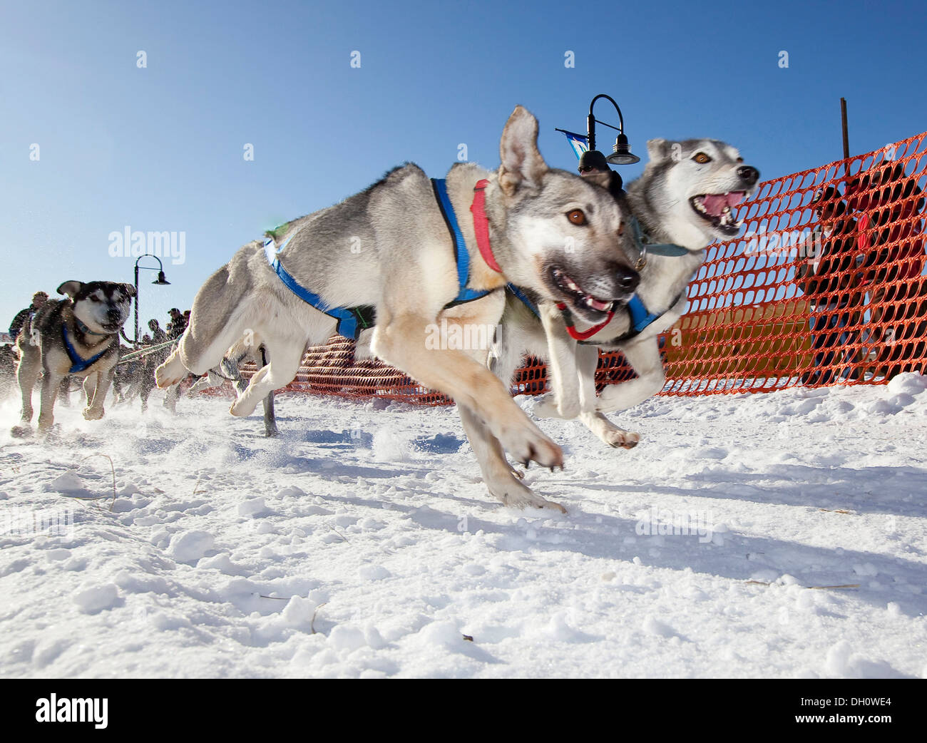 Lead dogs, running sled dogs, Alaskan Huskies, dog team, start of Road Runner 100 dog sled race, Whitehorse, Yukon Territory Stock Photo