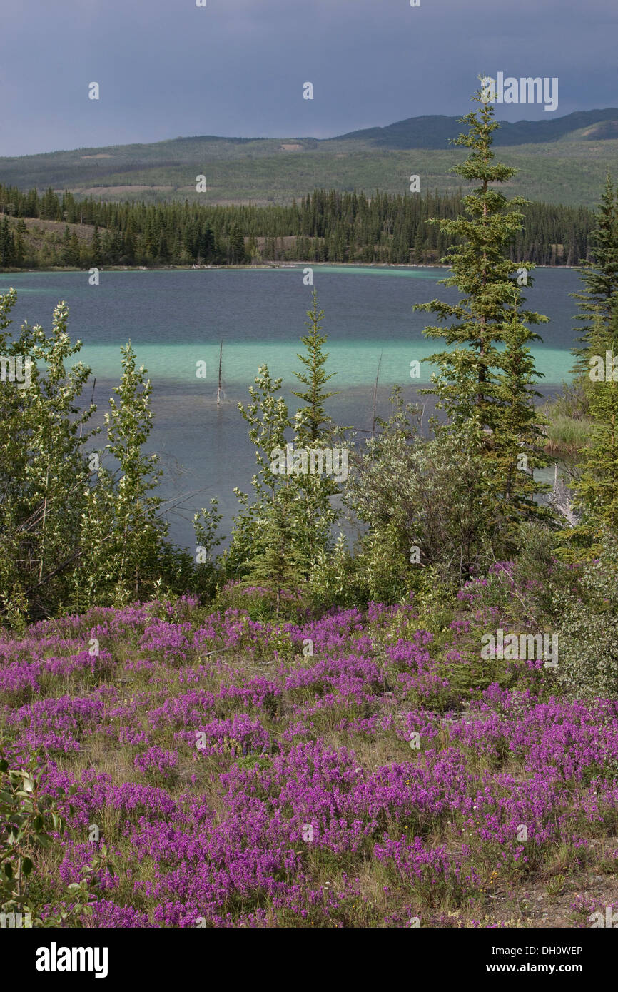 Blooming Broad-leaved willowherb (Epilobium montanum), Twin Lakes with turquoise water behind, Yukon Territory, Canada Stock Photo