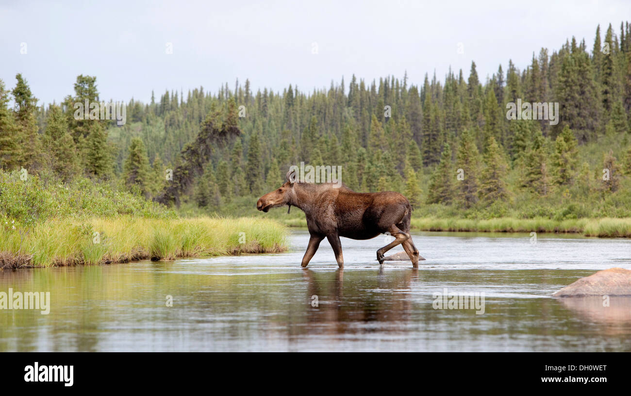 Young Moose (Alces alces), walking in shallow water, Caribou Creek, Yukon Territory, Canada Stock Photo