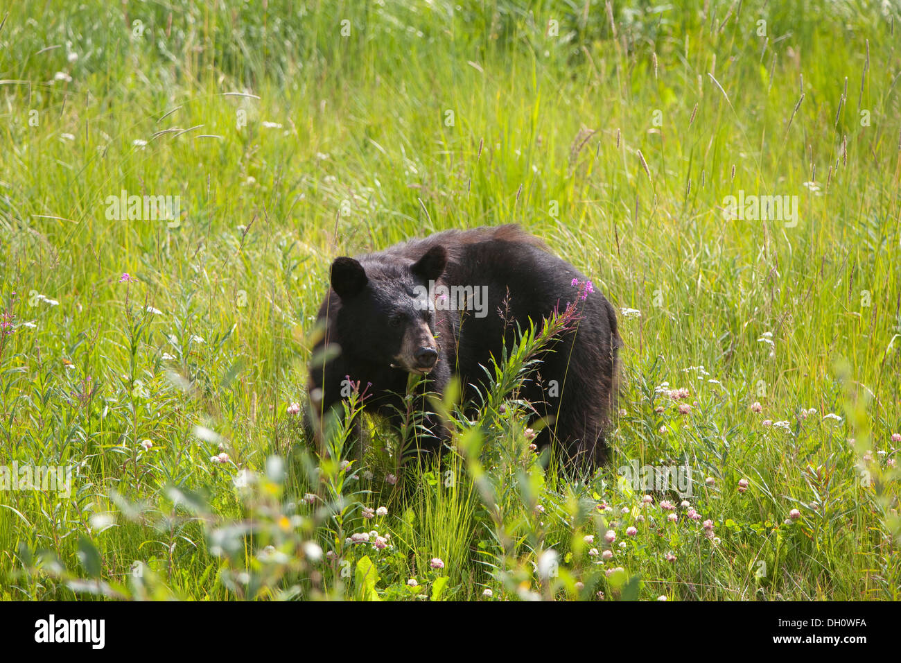 Black bear (Ursus americanus), feeding, Kluane National Park, Yukon Territory, Canada Stock Photo