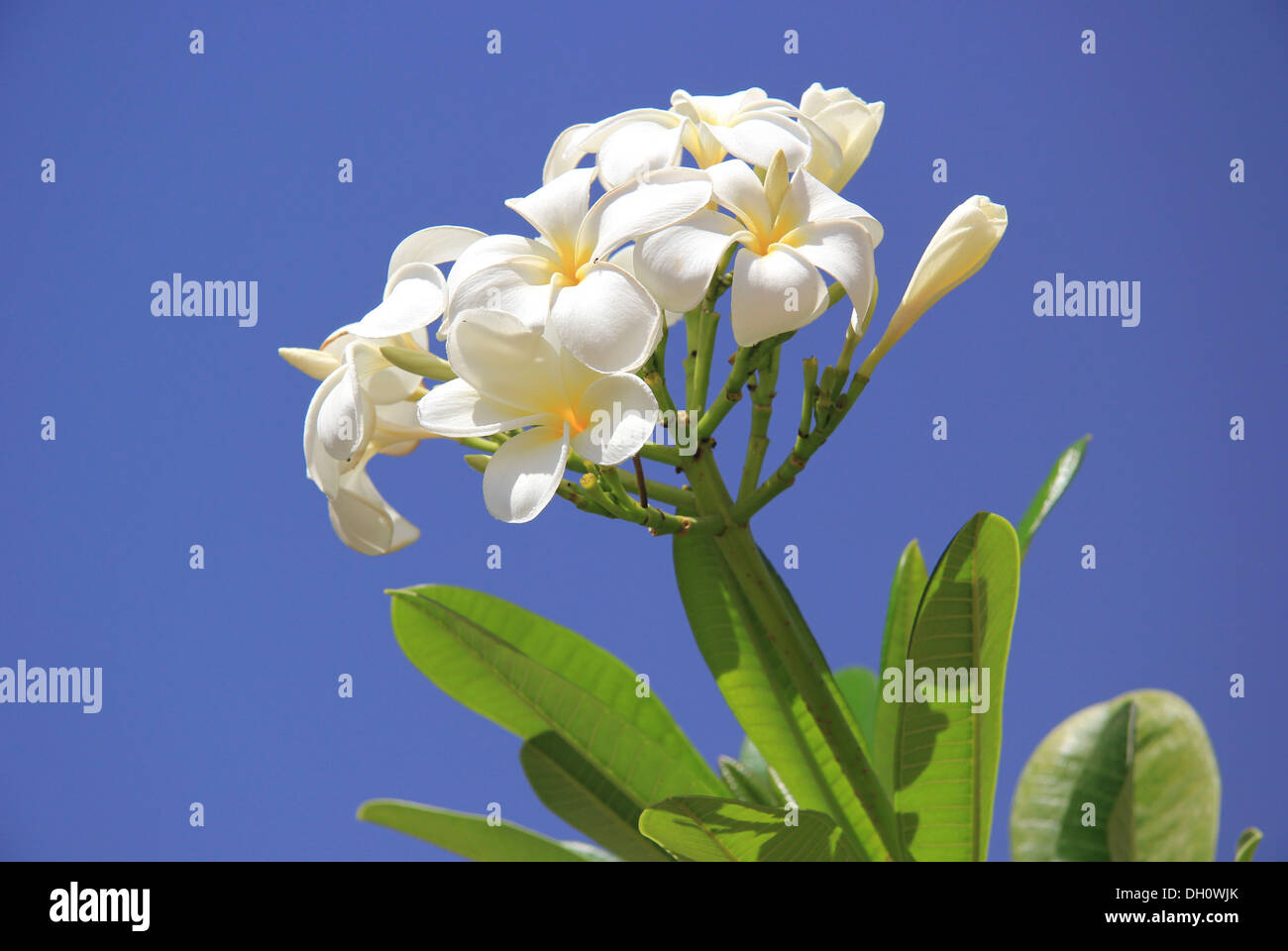 Frangipani (Plumeria) flowers, Rub al Khali, Emirate of Abu Dhabi, United Arab Emirates Stock Photo