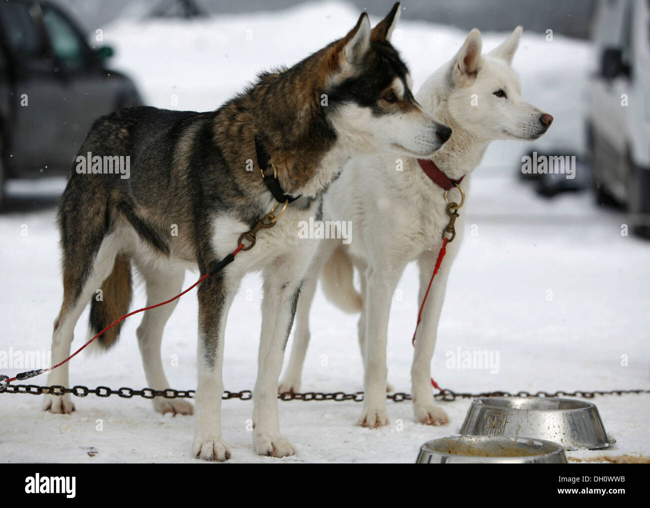Feeding the sled dogs, International Sled Dog Race 2010, Lenzerheide, Graubuenden, Switzerland, Europe Stock Photo