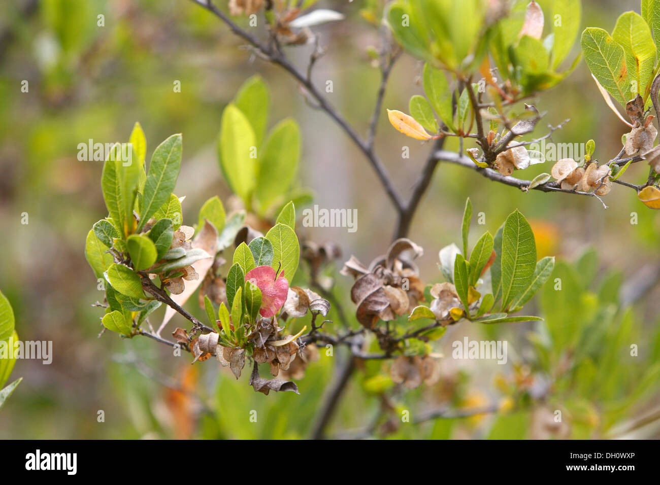 Hopbush, soapwood (Dodonaea viscosa), Big Island, Hawaii, USA Stock Photo