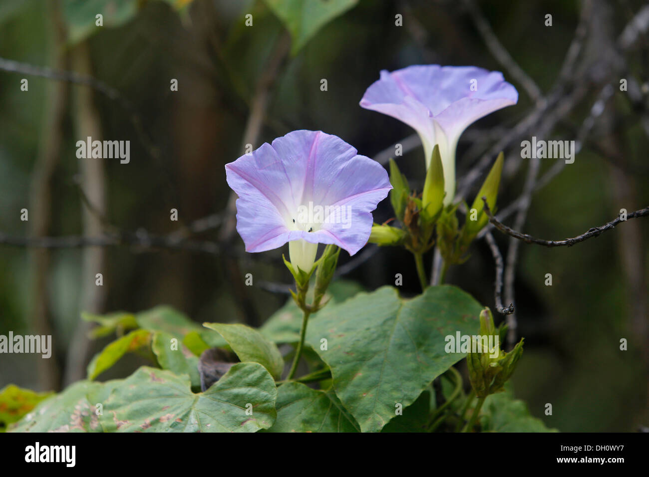 Hawaiian morning glory (Ipomoea), Kipuka Puaulu Reserve, Hawai&#699;i Volcanoes National Park, Hawaii, USA Stock Photo