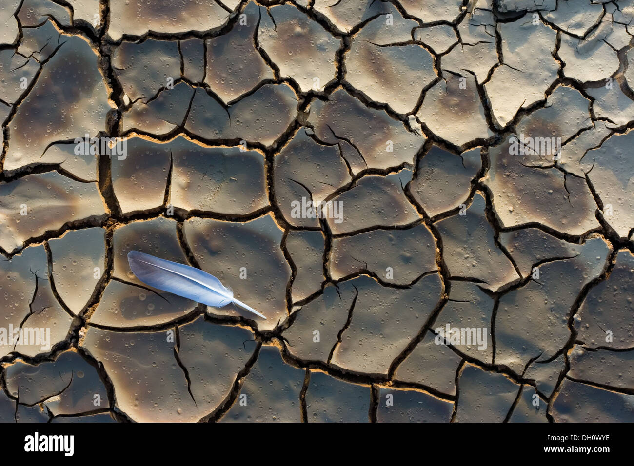 White feather on the dry, cracked ground Stock Photo