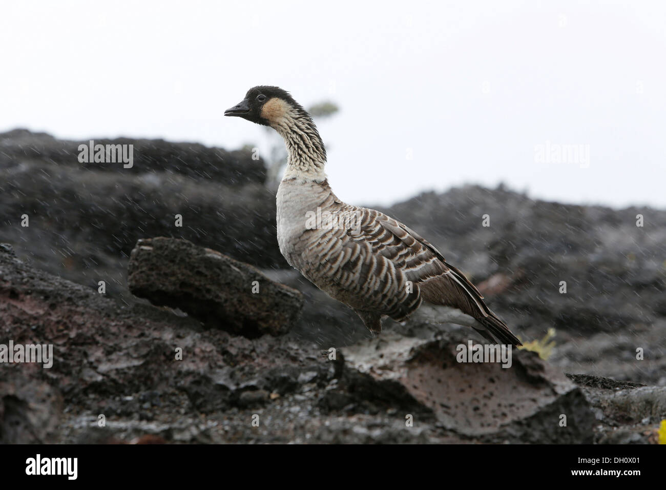 Nene, Hawaiian Goose (Branta sandvicensis), in the rain, Mauna Ulu, Hawaii Volcanoes National Park, Big Island, USA Stock Photo