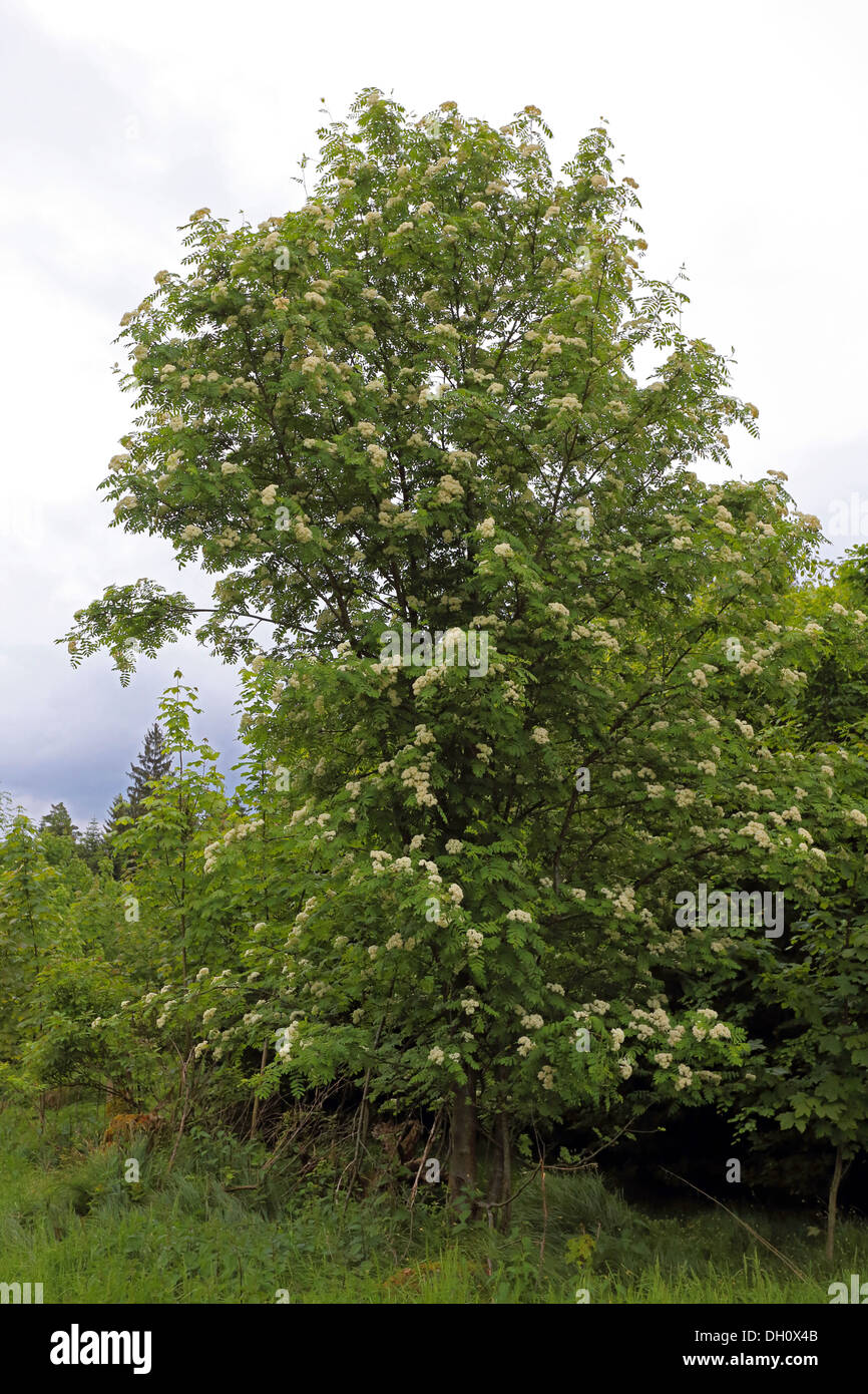Rowan, mountain-ash, Sorbus aucuparia Stock Photo