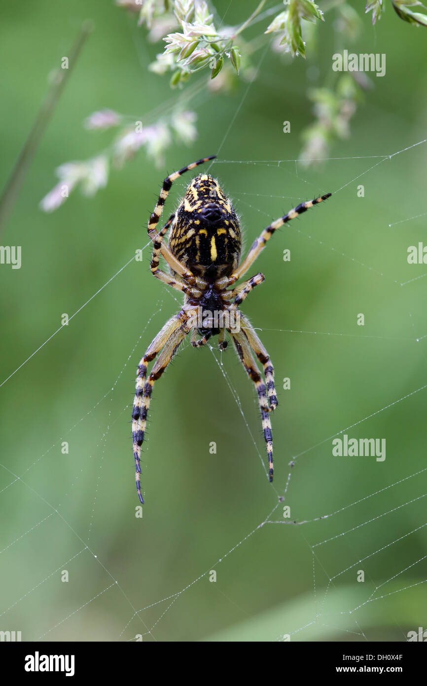 Aculepeira ceropegia, Oak Spider Stock Photo