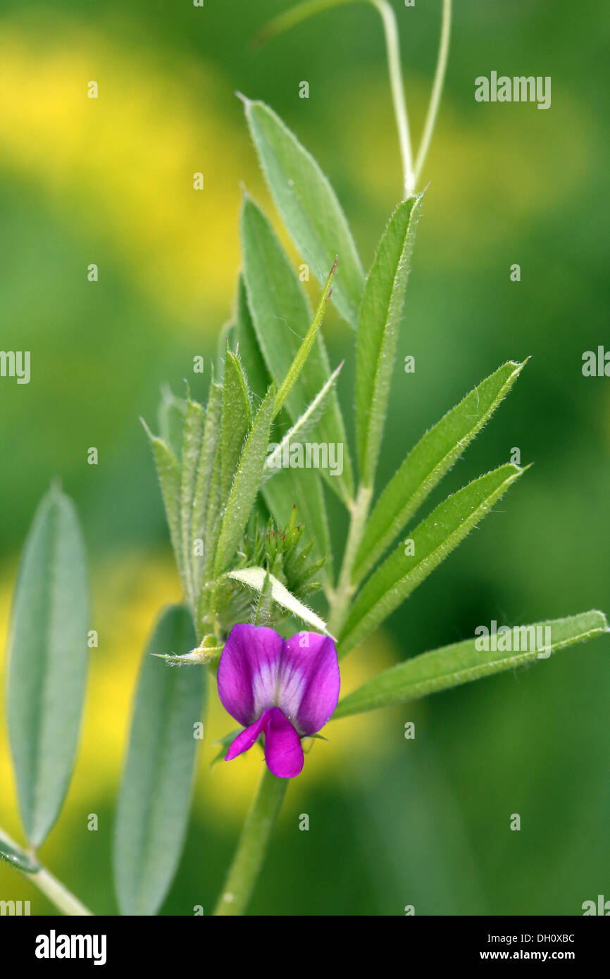 Vicia sativa var. angustifolia, Common Vetch Stock Photo