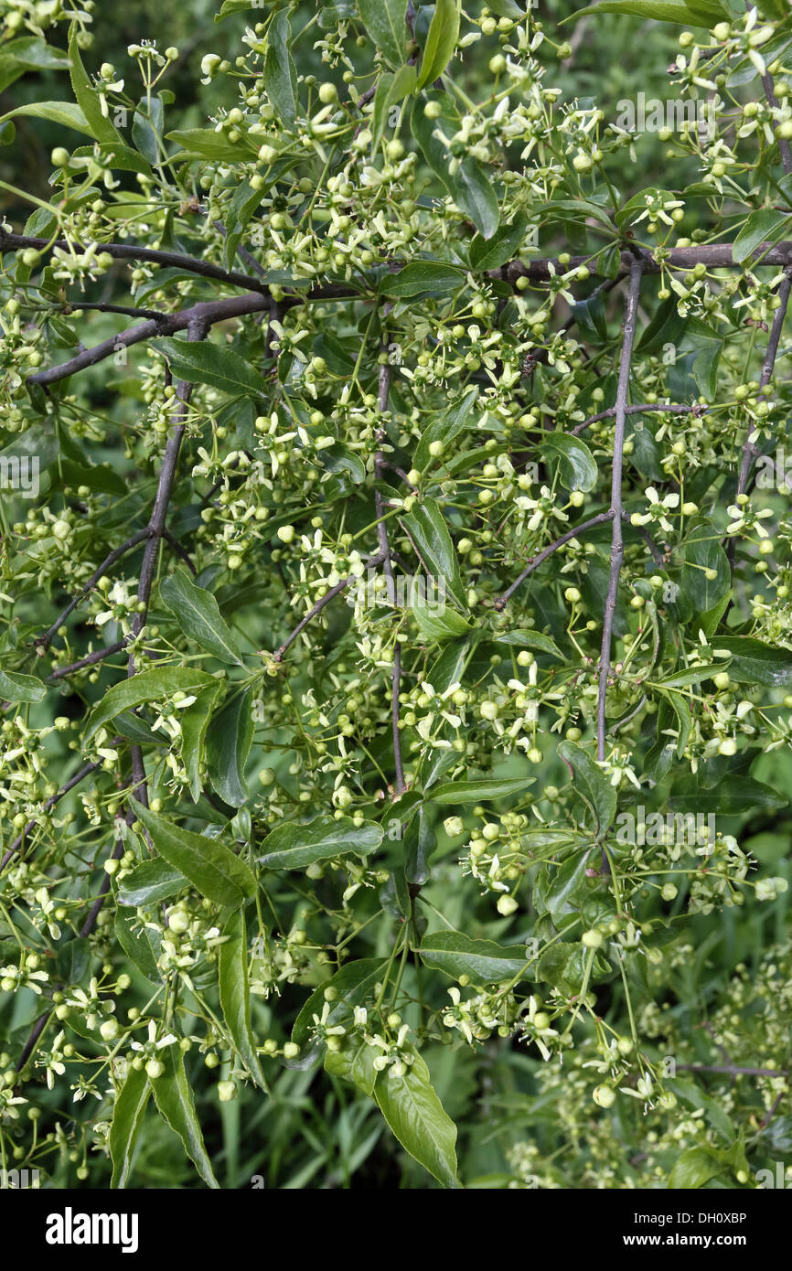 European Spindle, Euonymus europaeus Stock Photo Alamy