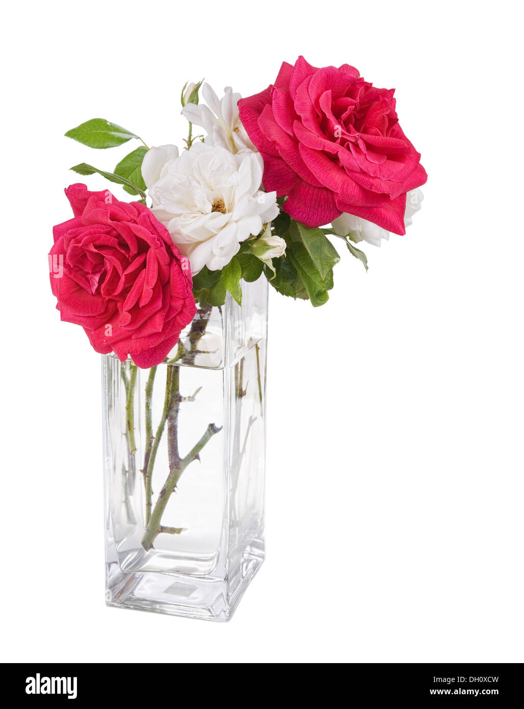 garden roses in the vase isolated on white background Stock Photo - Alamy