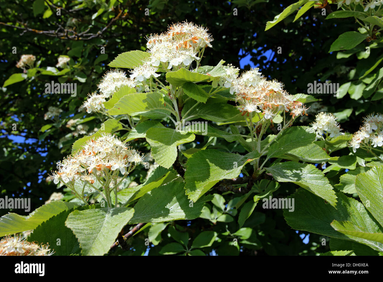 Sorbus aria, Whitebeam Stock Photo