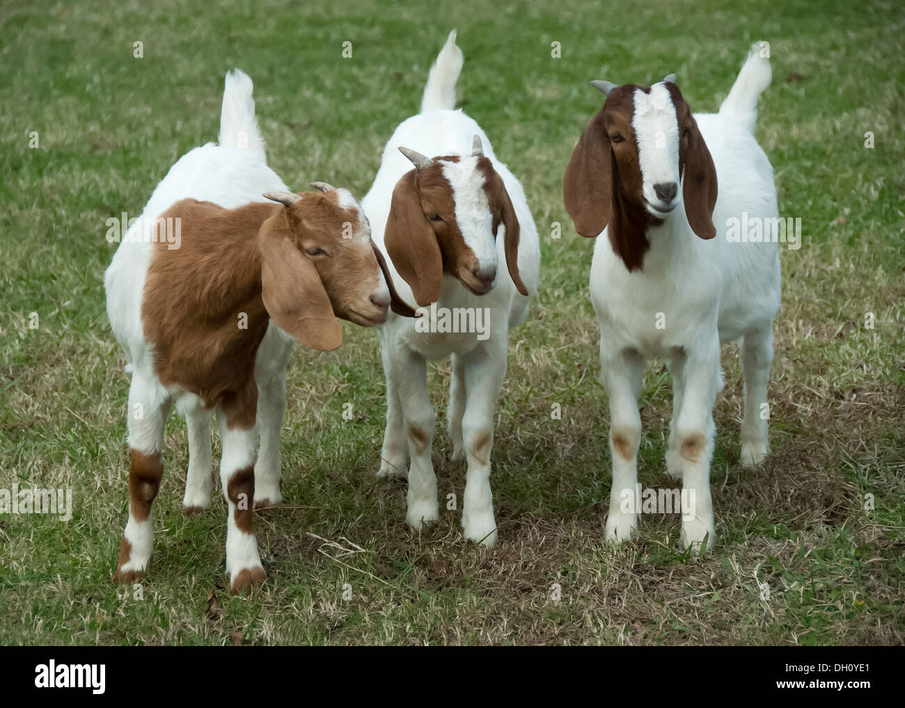 These three goats look like they are talking to each other. Stock Photo