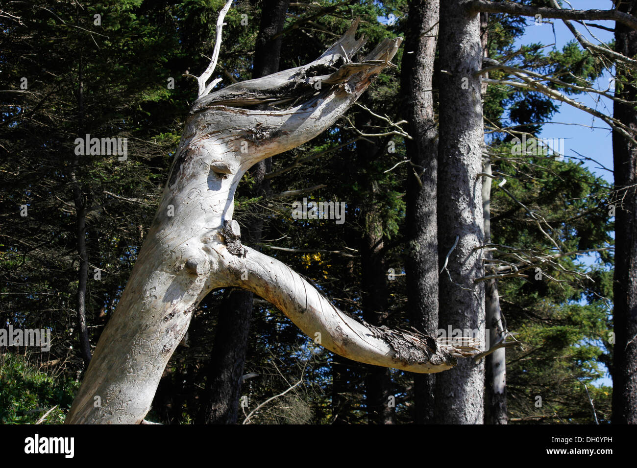 Barren trunk, Acadia National Park, Bar Harbor Maine Stock Photo