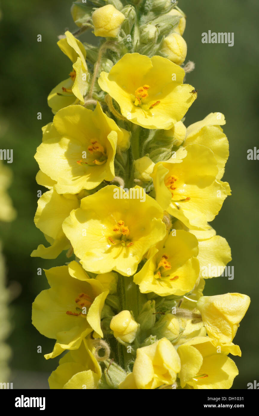 Large-flowered Mullein Stock Photo