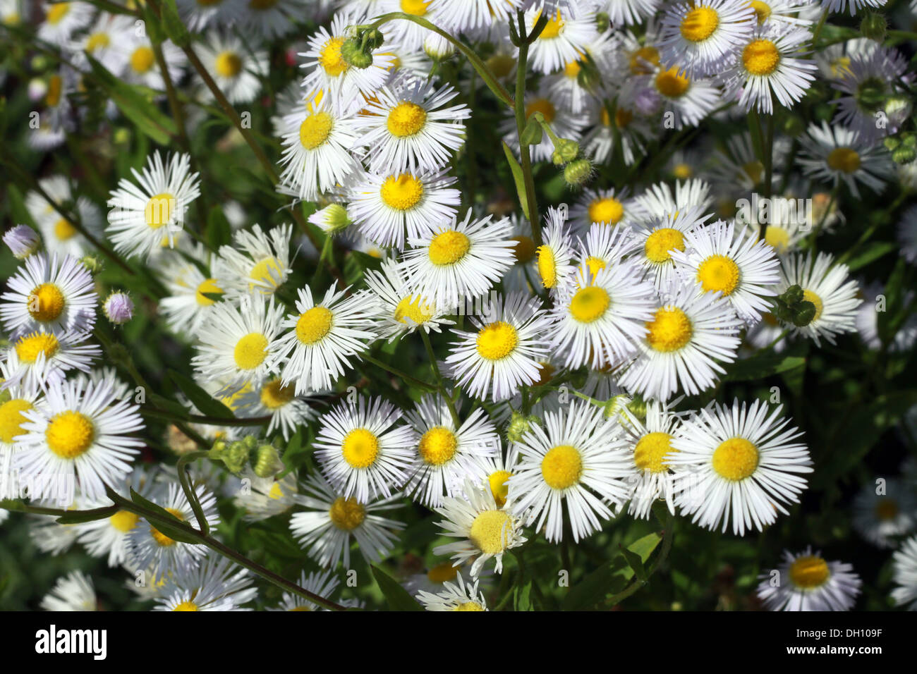 Erigeron canadensis hires stock photography and images Alamy