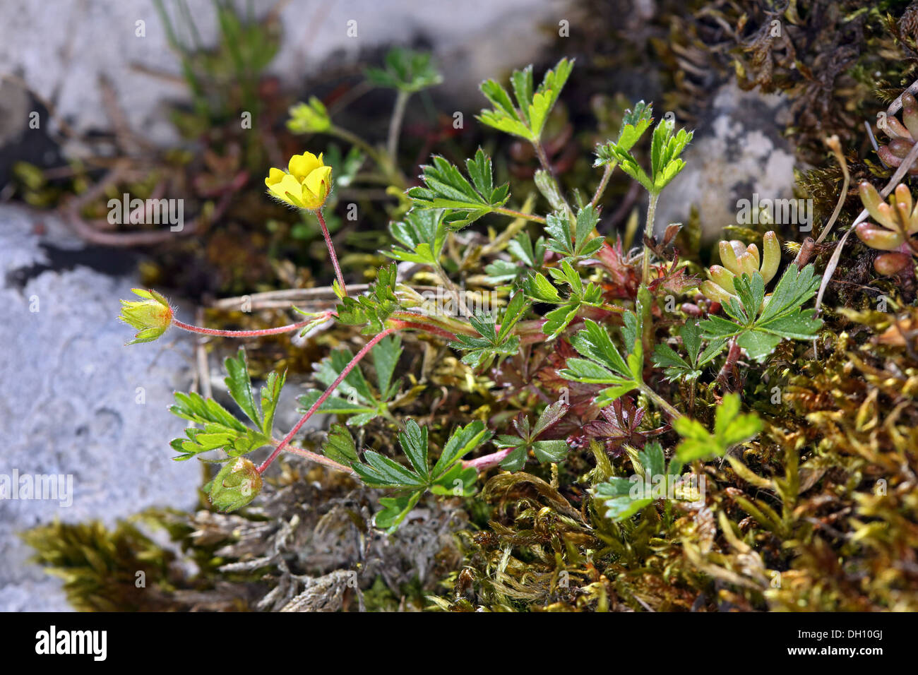 Ranunculus auricomus, Goldilocks Buttercup Stock Photo