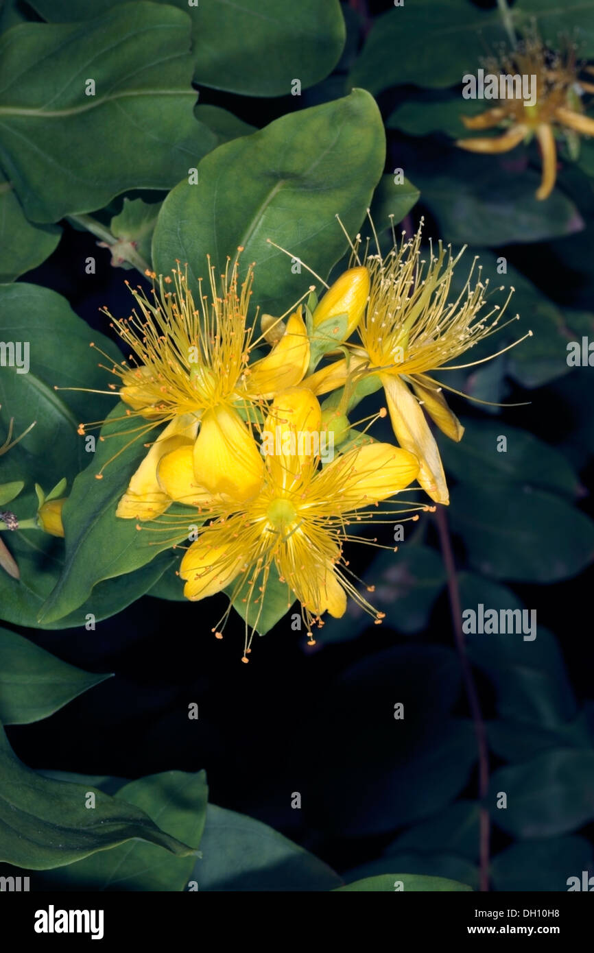 Close-up of Large-flowered St. John's Wort - Hypericum grandifolium- Family Clusiaceae Stock Photo