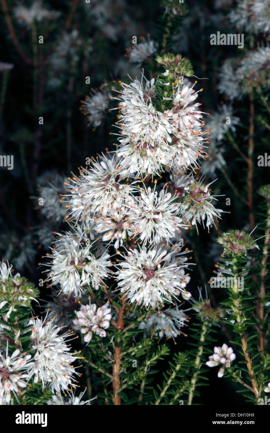 Close-up of Buchu/ Boegoe/ Bookoo flowers - Agathosma ciliaris - Family Rutaceae Stock Photo