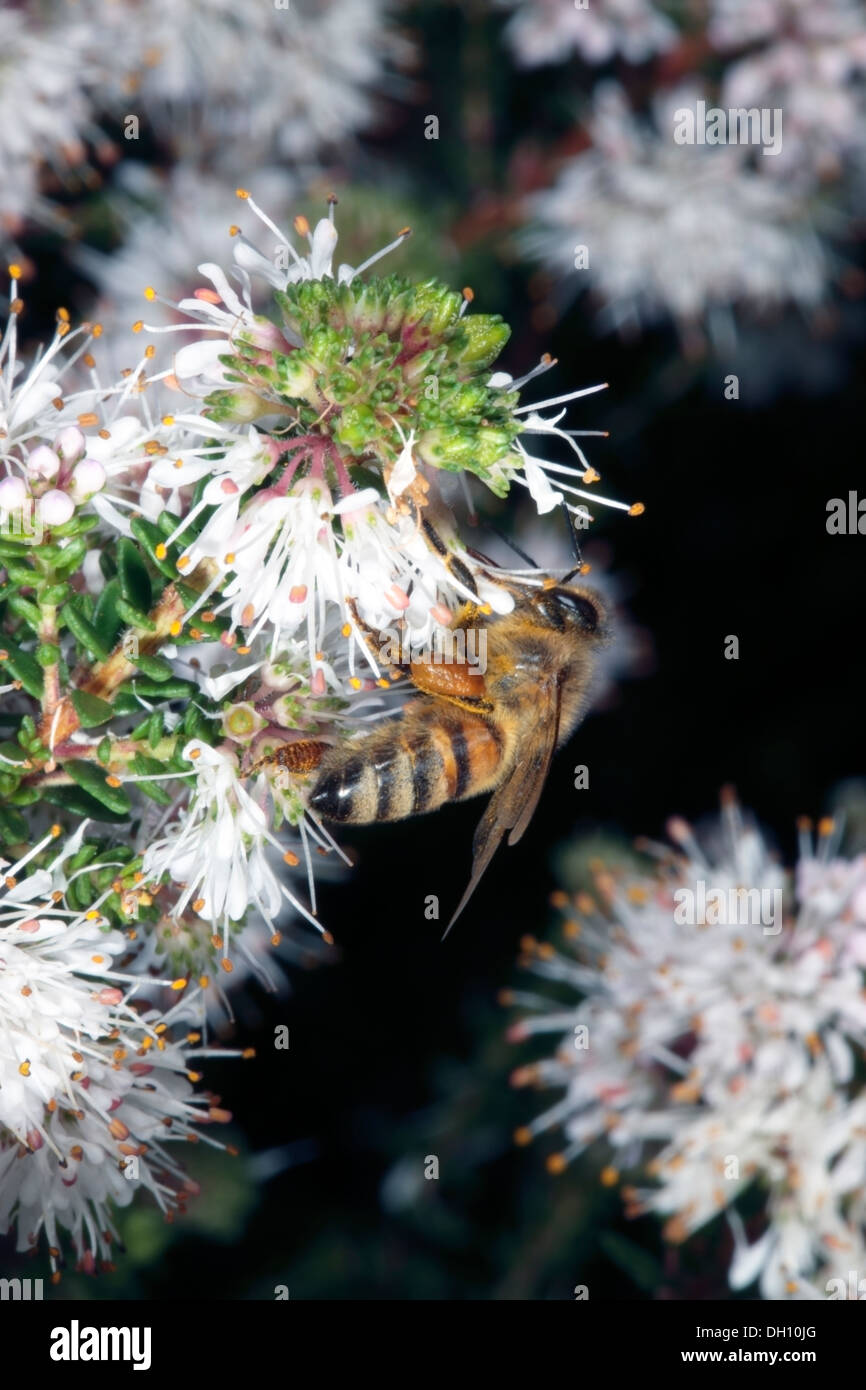 Close-up of Bee Collecting Pollen from Buchu/ Boegoe/ Bookoo flowers - Apis mellifer- Agathosma ciliaris - Family Rutaceae Stock Photo