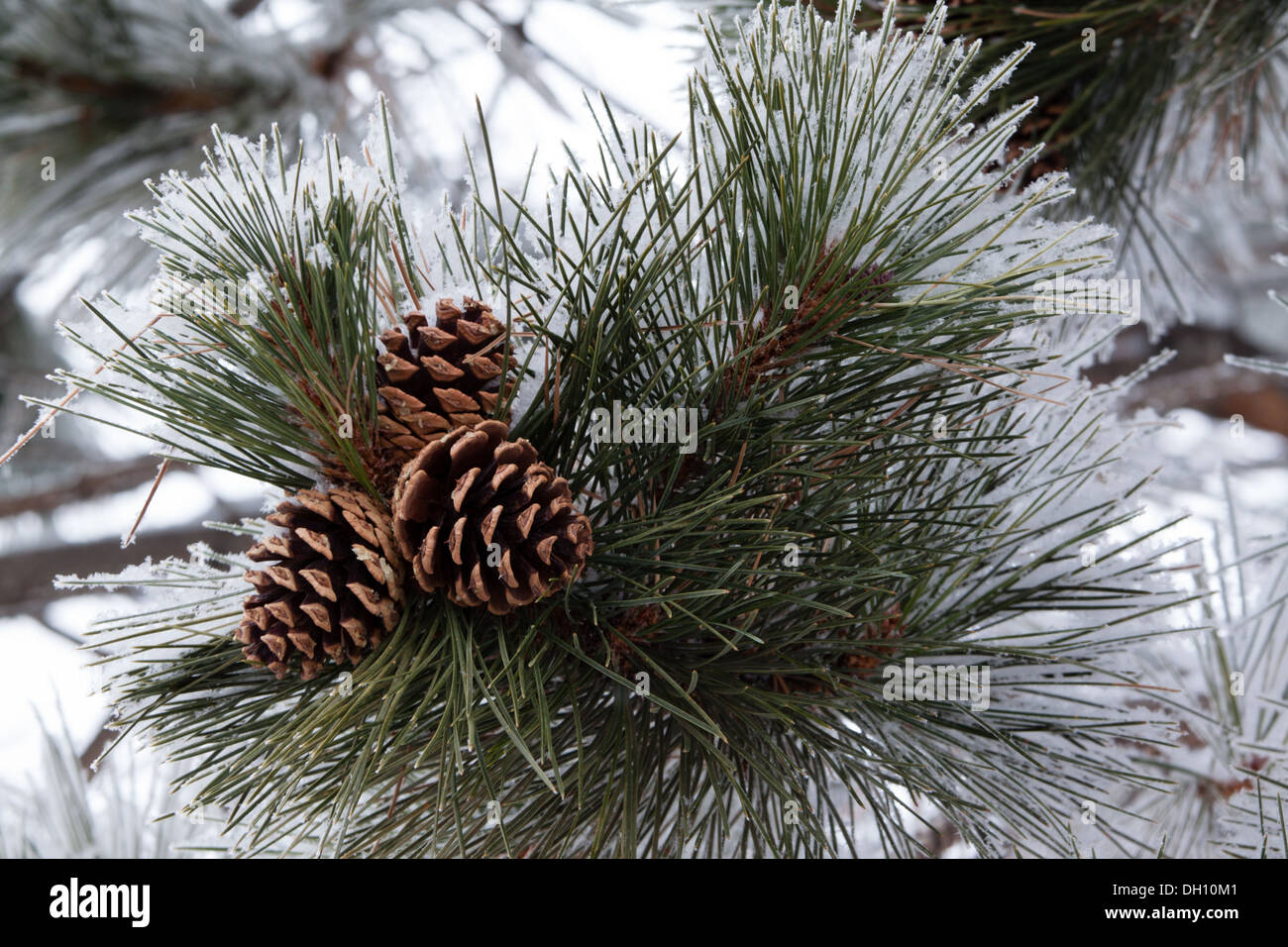Three pine cones in snow Stock Photo