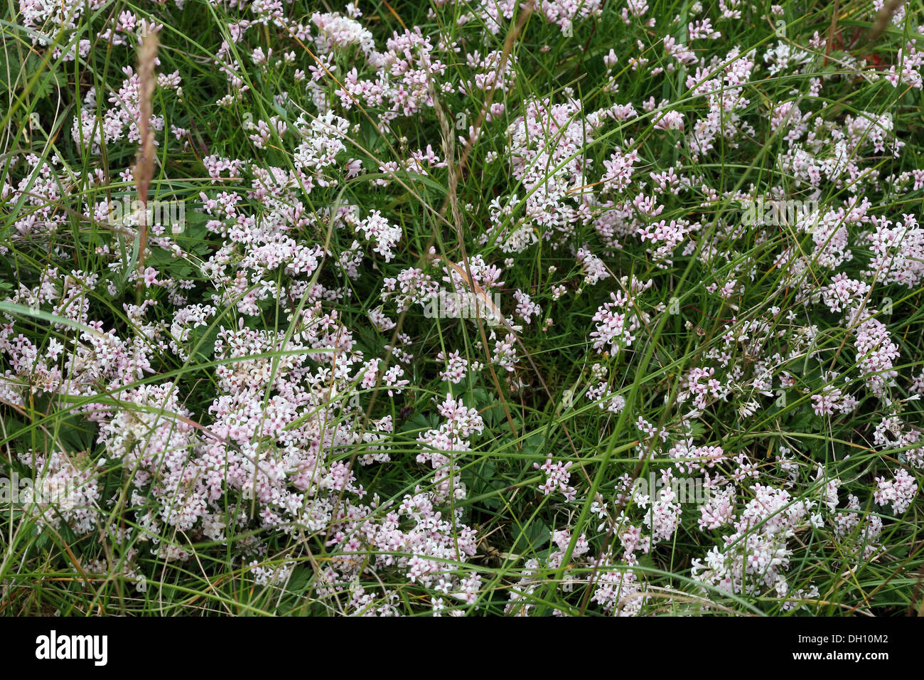 Squinancywort, Asperula cynanchica Stock Photo
