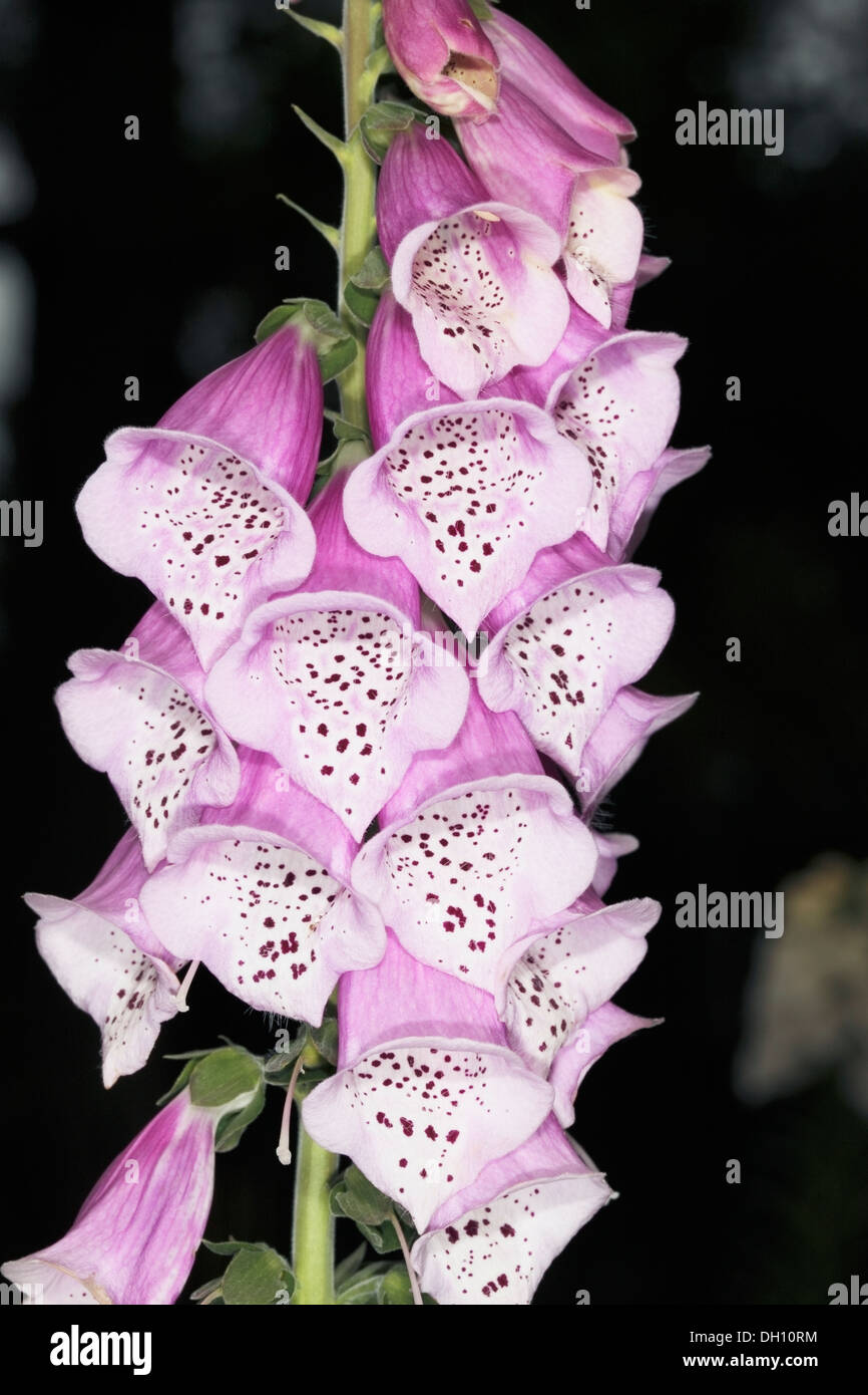 Close Up Of Foxglove Flowers Digitalis Pupurea Family Stock Photo Alamy