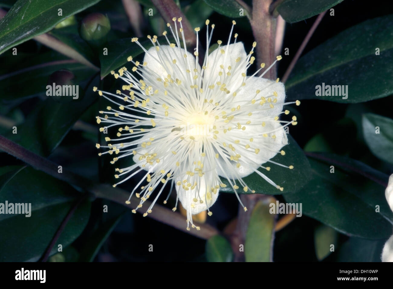 Close-up of Flower of Common Myrtle/ True Myrtle - Myrtus communis - Family Myrtaceae Stock Photo