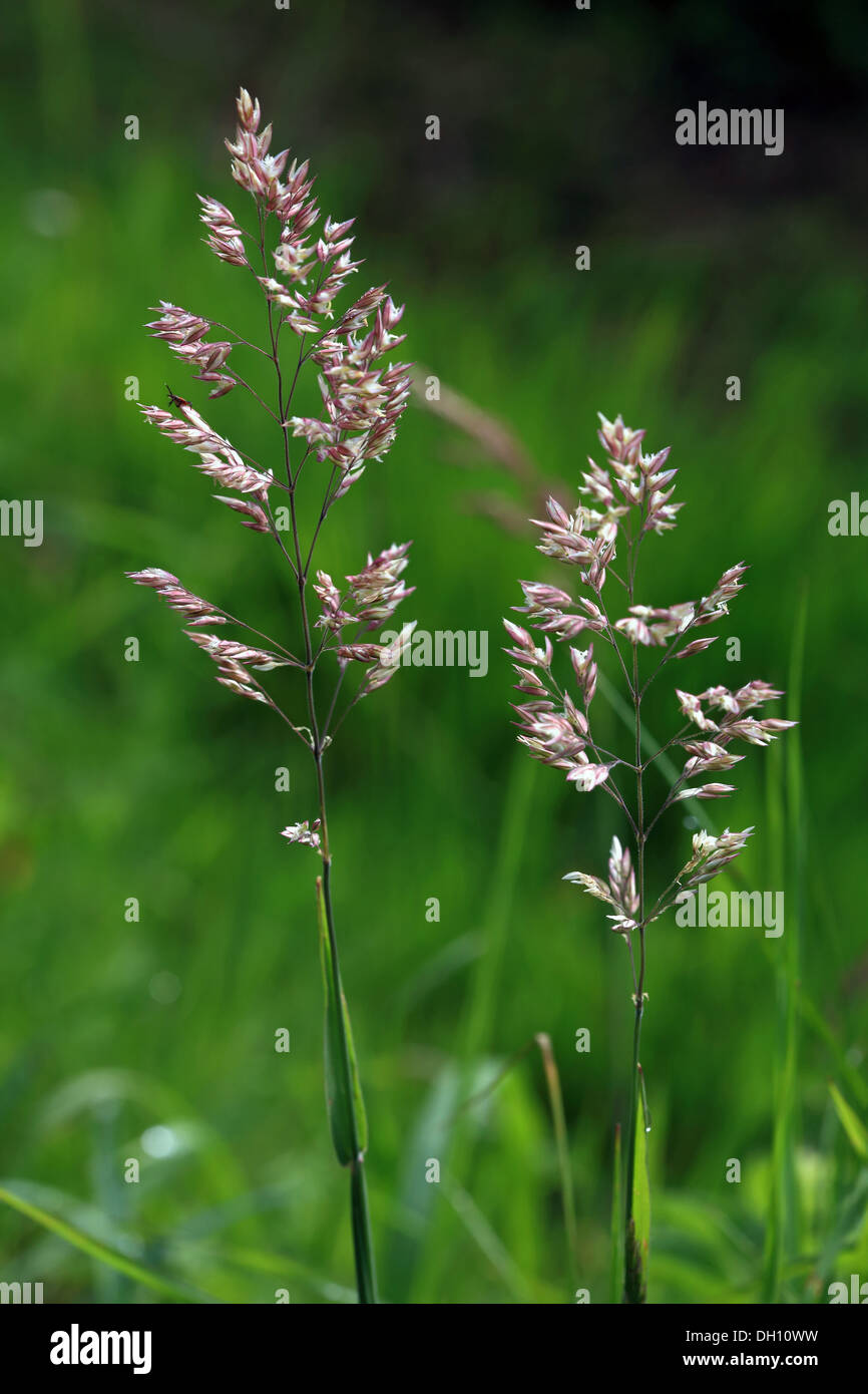 Holcus lanatus, Velvet Grass Stock Photo