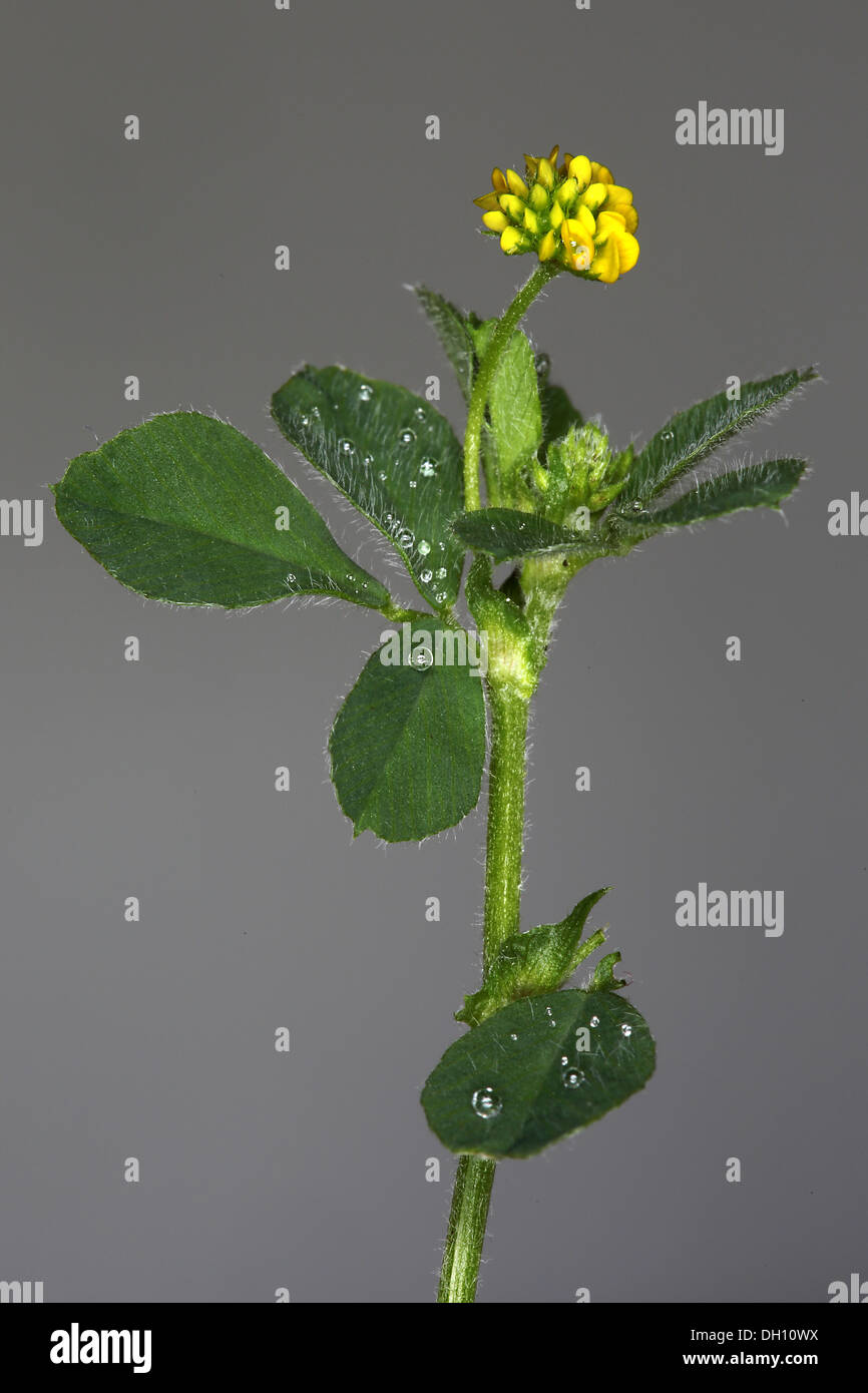 Trifolium dubium, Lesser Hop Trefoil Stock Photo