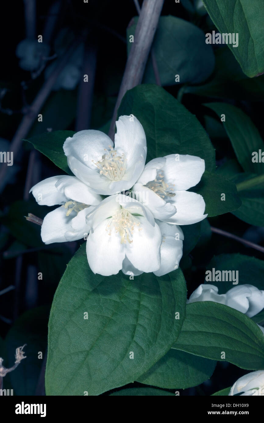 Close-up of Flowers of Hoary Mock Orange - Philadelphus pubescens- Family Hydrangeaceae Stock Photo