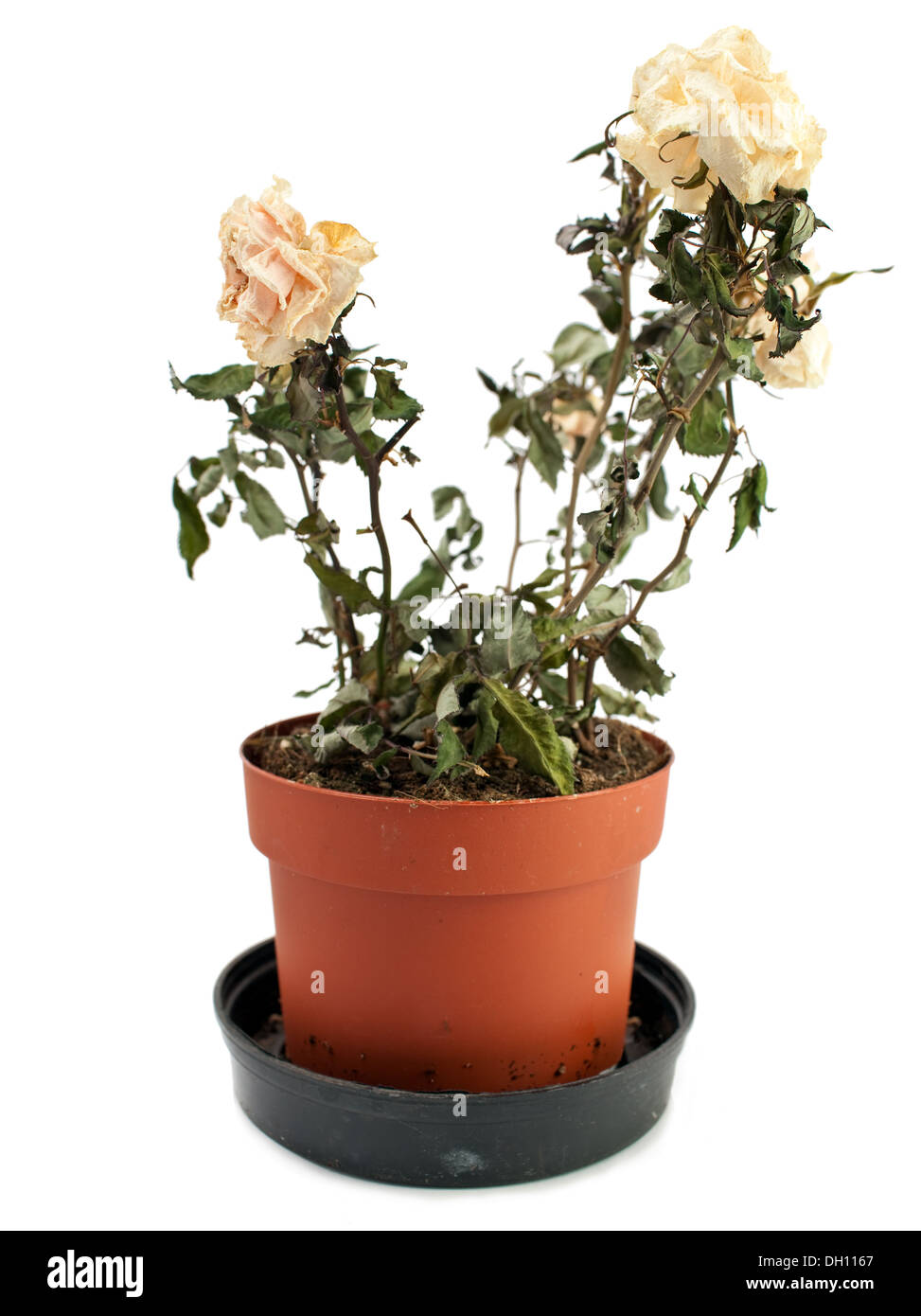 The dried-up, faded rose in a pot Stock Photo