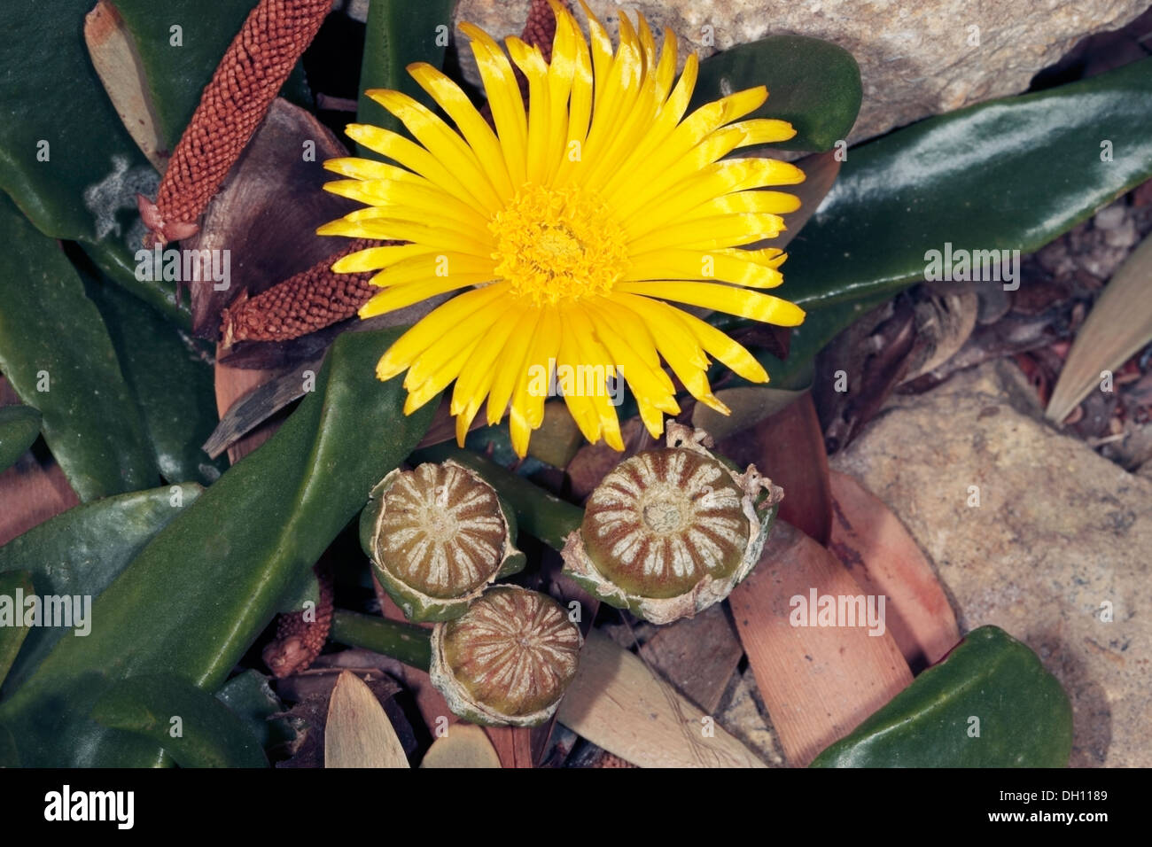 Close-up of Flower and Buds of Glottiphyllum compressum cactus - Family Aizoaceae Stock Photo