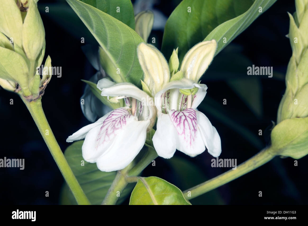 Flowers of the Malabar Nut / Vasaca- Justica adhatoda / Adhatoda vasica / Adhatoda zeylonica - Family Acanthaceae Stock Photo