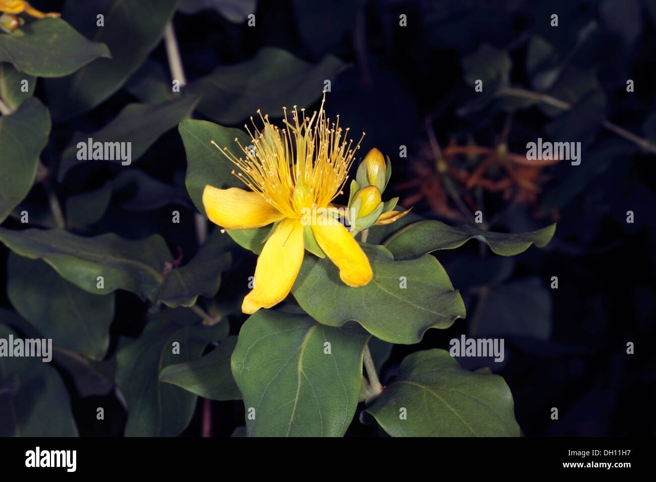 Close-up of Large-flowered St. John's Wort - Hypericum grandifolium- Family Clusiaceae Stock Photo