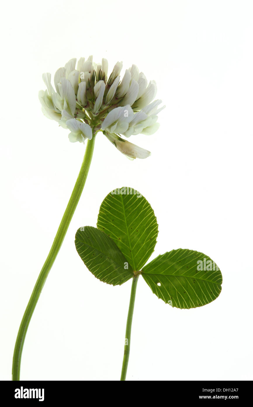 Trifolium repens, White Clover Stock Photo Alamy
