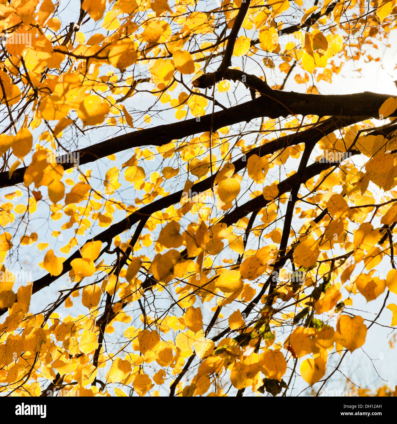 branch of birch tree with yellow leaves in sunny autumn day Stock Photo ...