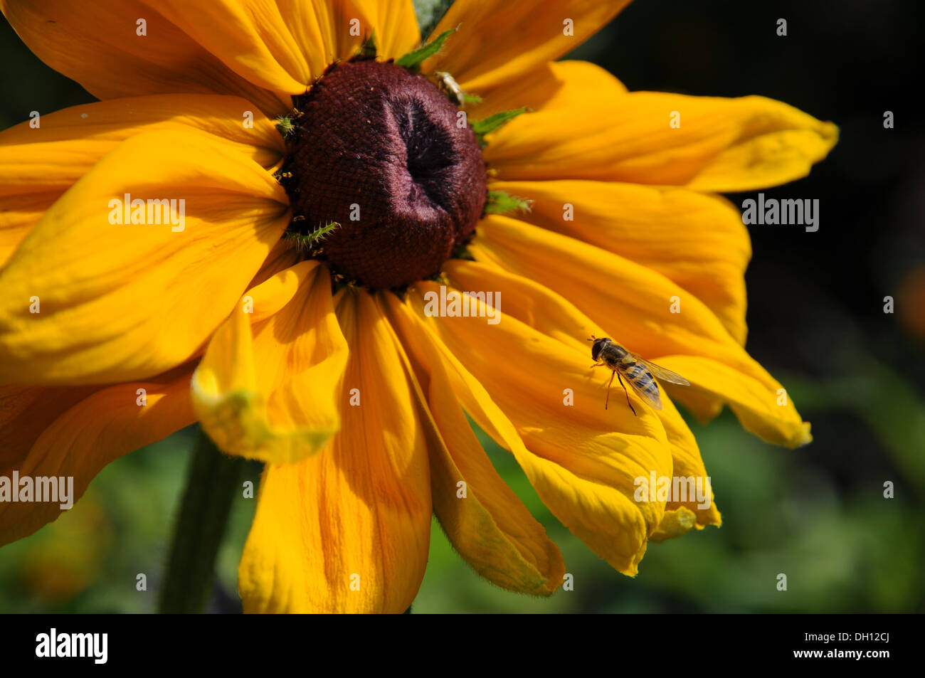 Coneflower Stock Photo