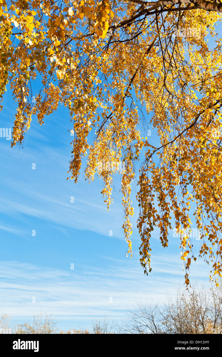 birch tree brunch with yellow leaves with blue sky in sunny autumn day ...