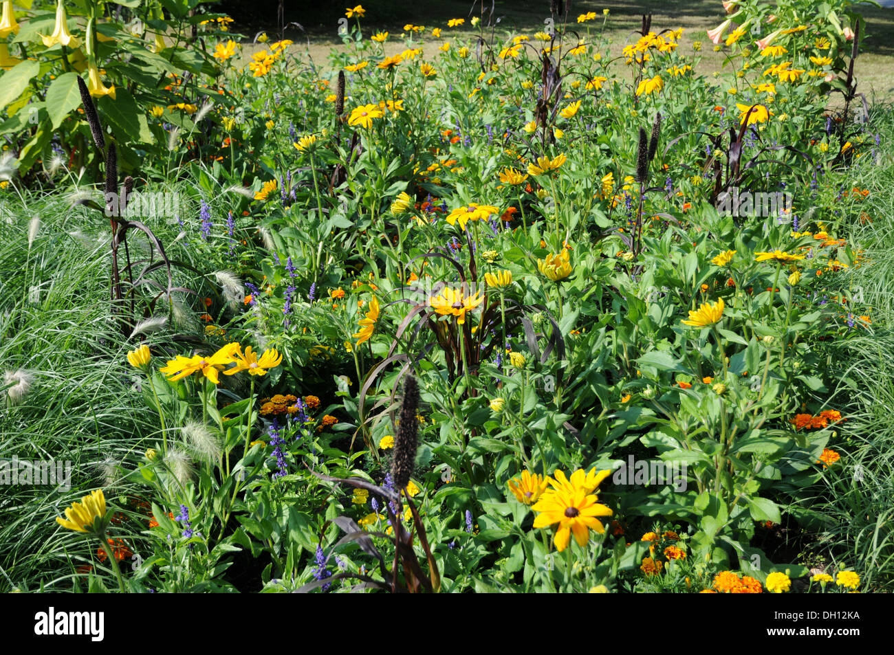 Coneflowers Stock Photo