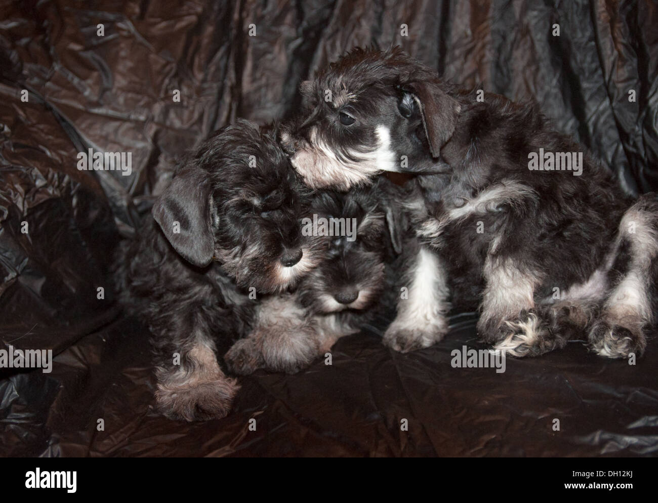 three schnauzer puppies on black background Stock Photo