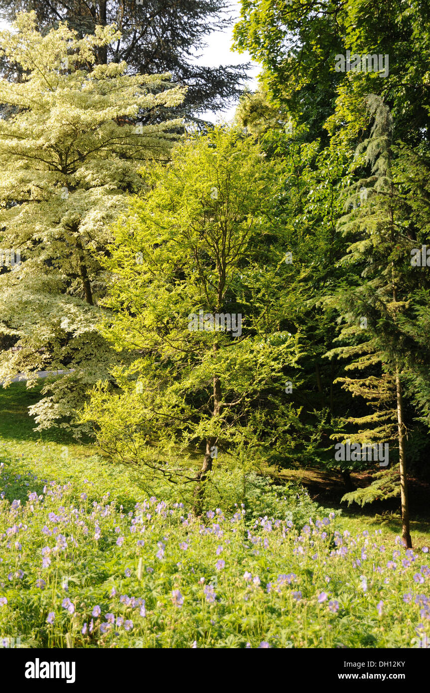 Southern beech tree trees hires stock photography and images Alamy